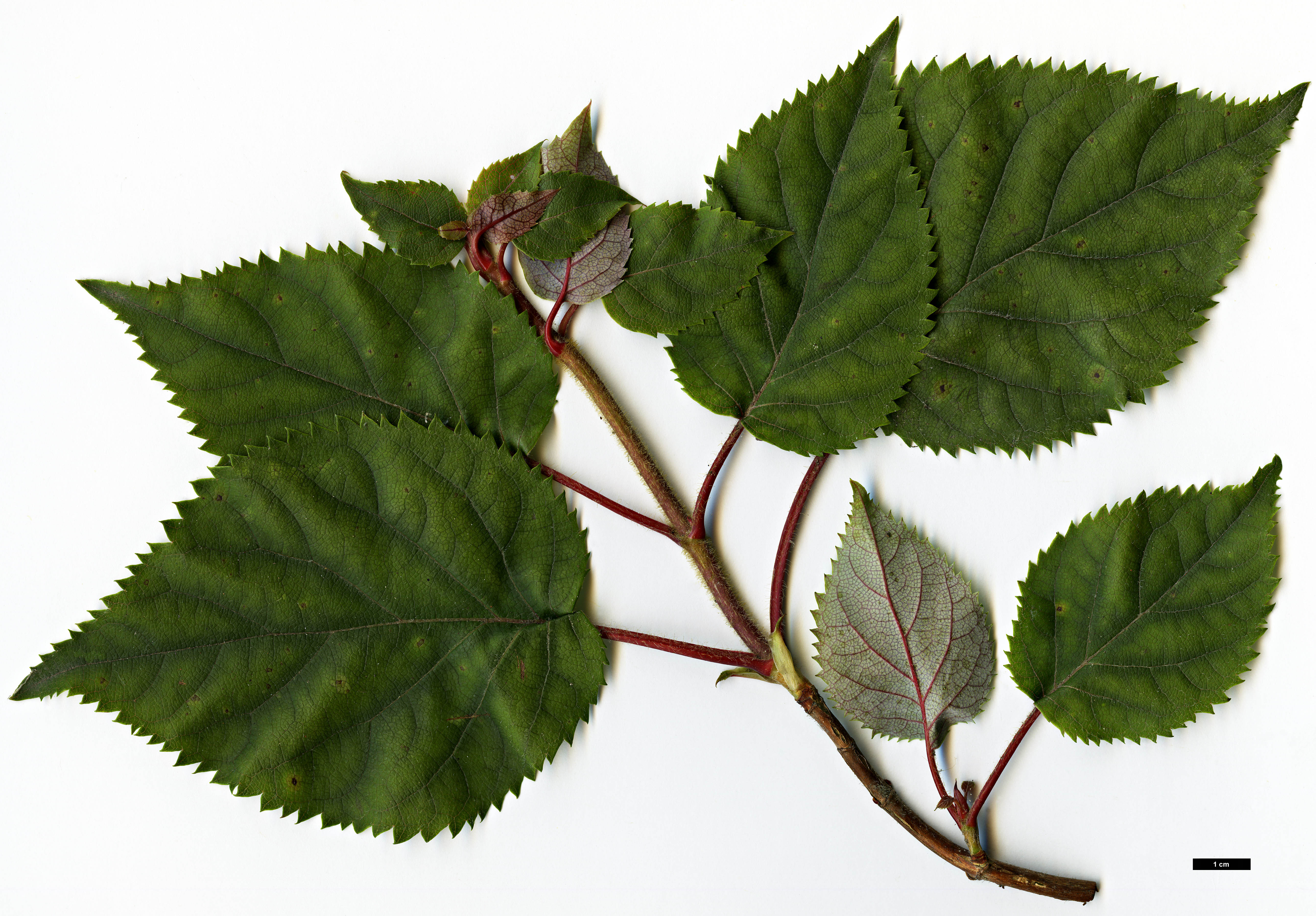 High resolution image: Family: Hydrangeaceae - Genus: Hydrangea - Taxon: anomala - SpeciesSub: subsp. petiolaris